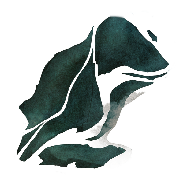 Mutabilis